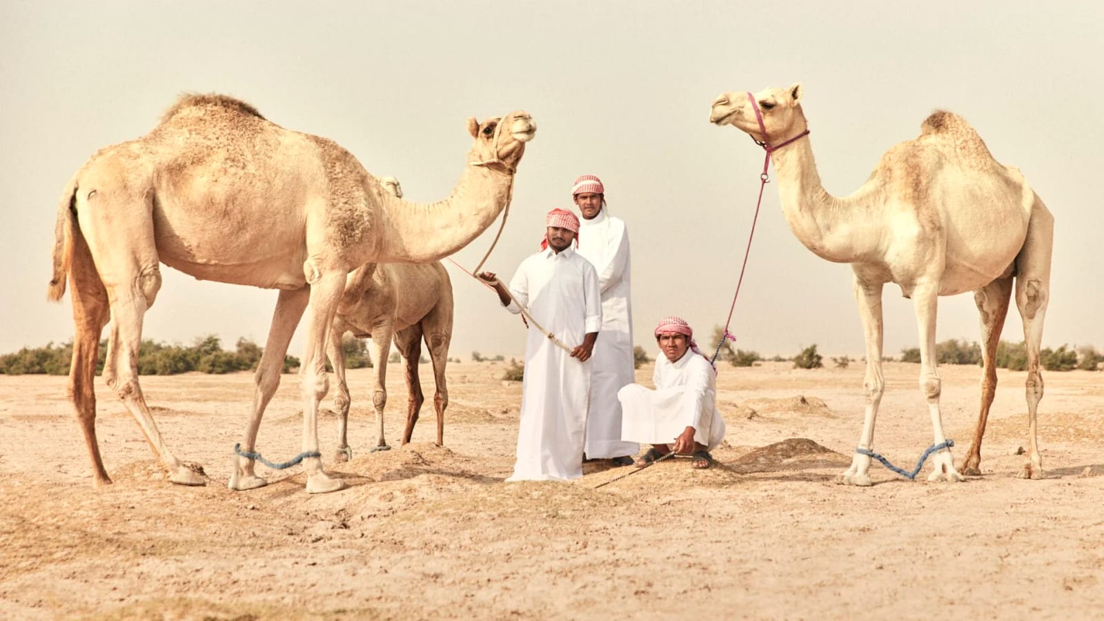 Four men in white thobes with three camels on open desert sand under a pale sky.