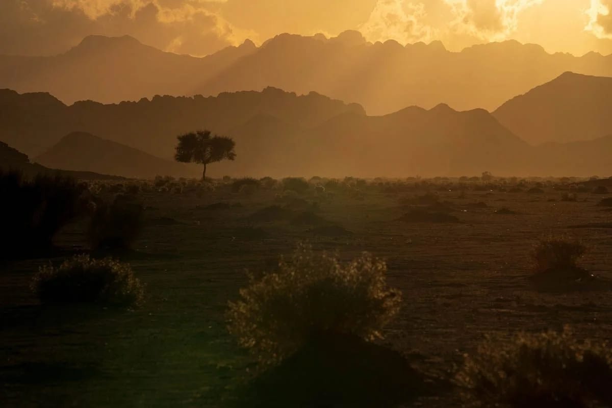 A lone tree on a dusky plain with layered mountains glowing gold behind.