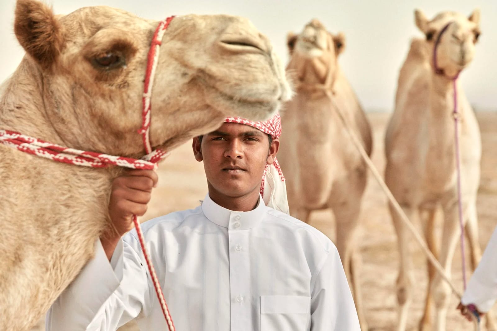 A young man in a white thobe and red-checked headdress holding the halter of a camel, two more camels behind him.