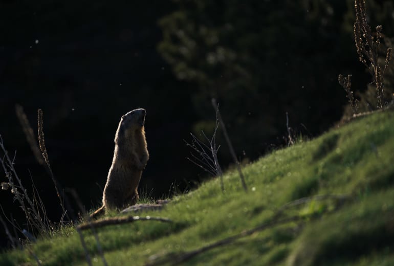 A marmot standing upright on a grassy slope in low light.